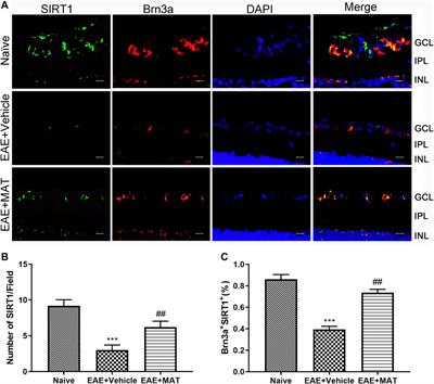 Matrine promotes mitochondrial biosynthesis and reduces oxidative stress in experimental optic neuritis